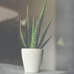 Aloe plant in a white pot