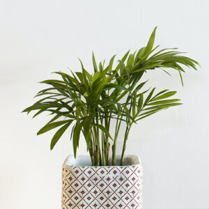 Palm houseplant in a decorative pot