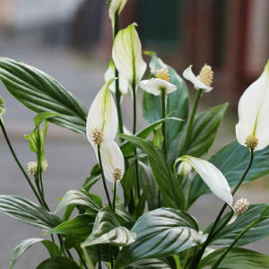 Peace lily blooming